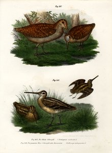 Eurasian Woodcock, 1864 av German School